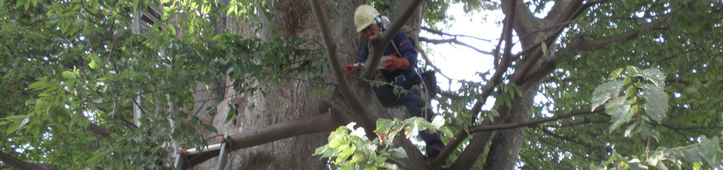 盛岡市保存樹木3号ケヤキの古い切断部の腐朽部分切除後の殺菌剤（ヒバ油）塗布